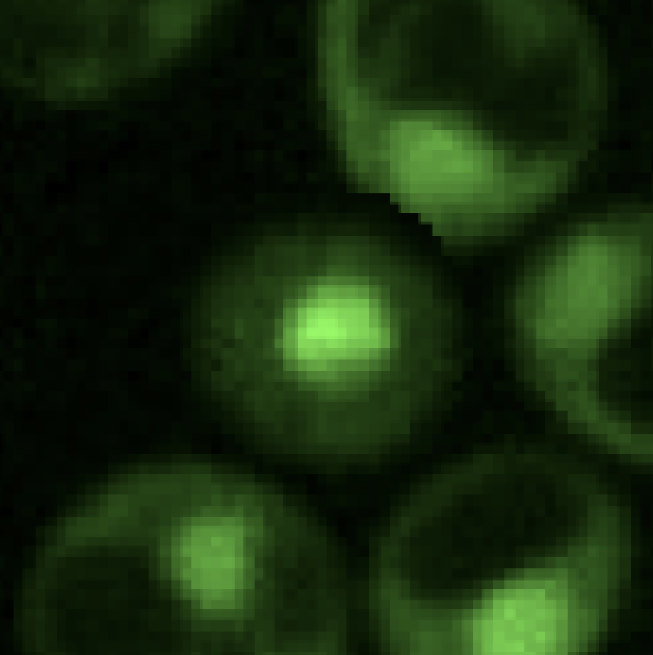 background_cells.png